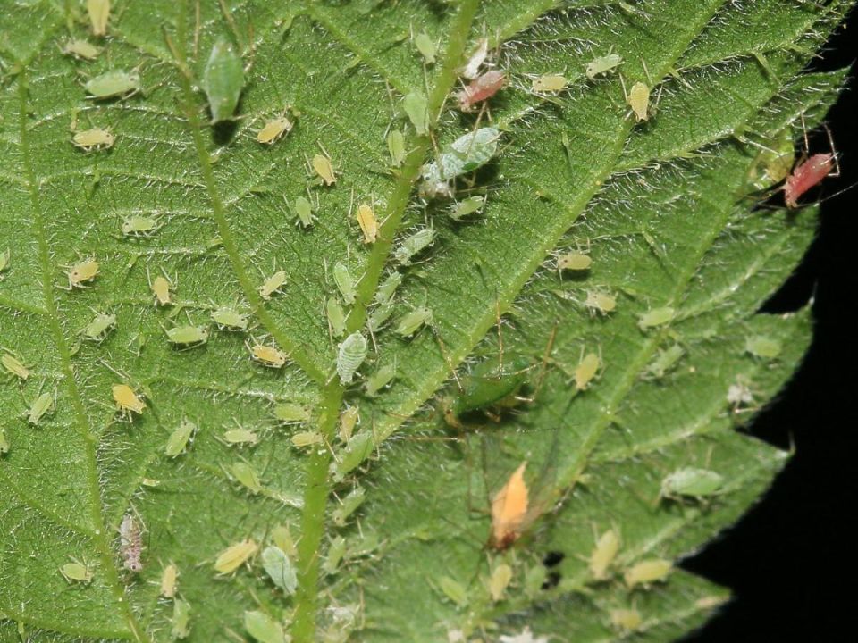 Как одна капля может спасти ваши любимые растения от тли