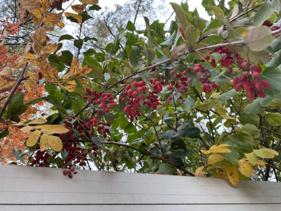 ������� ������� ��������� �����������: ��� �������� ������� � �������� ������