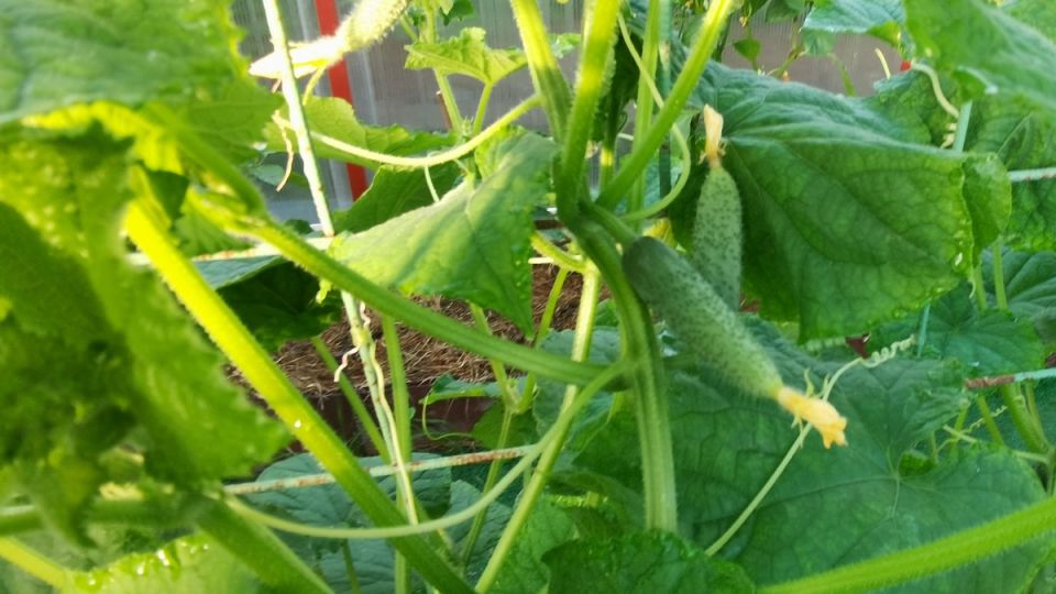 ��� ��������� ����������� ������ ��� ������� ������: ������� � ������