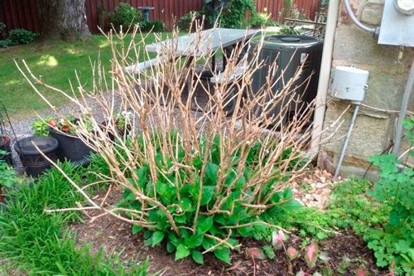 Как обрезать гортензии: советы для пышного цветения