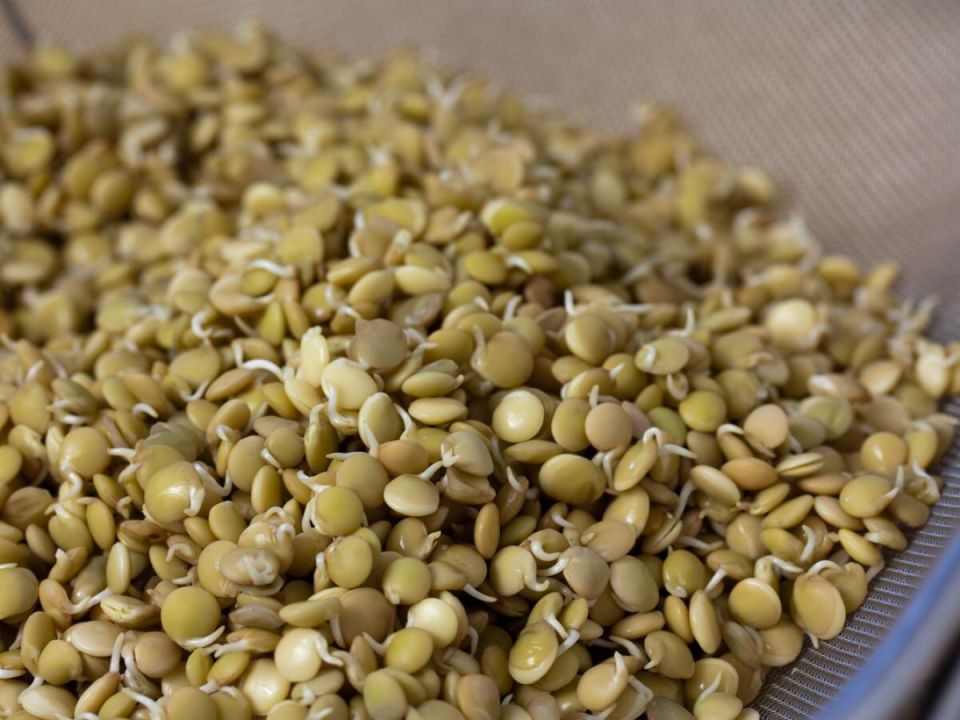 Как чечевица помогает растениям расти: секреты натурального удобрения